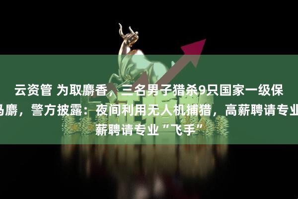 云资管 为取麝香，三名男子猎杀9只国家一级保护动物马麝，警方披露：夜间利用无人机捕猎，高薪聘请专业“飞手”